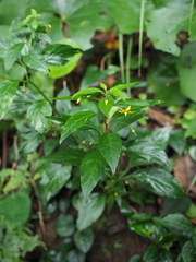 Lysimachia sikokiana