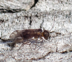 Peripsocus subfasciatus