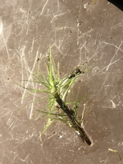 Trichodon cylindricus