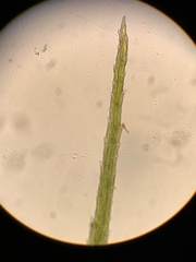 Trichodon cylindricus