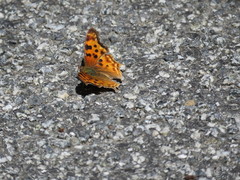 Polygonia satyrus satyrus