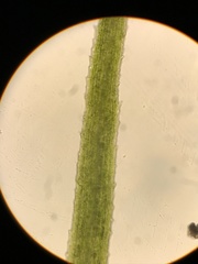 Trichodon cylindricus