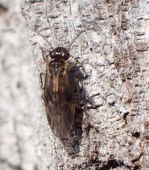 Peripsocus subfasciatus