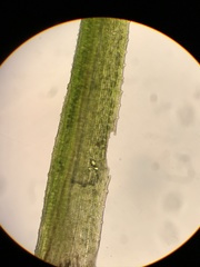 Trichodon cylindricus