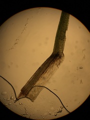 Trichodon cylindricus