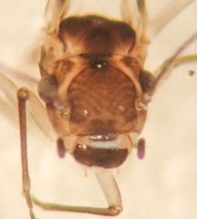 Peripsocus subfasciatus