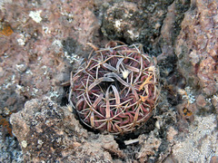 Echinofossulocactus phyllacanthus