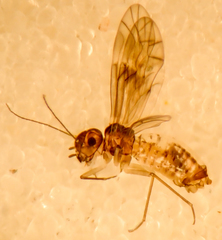 Peripsocus subfasciatus