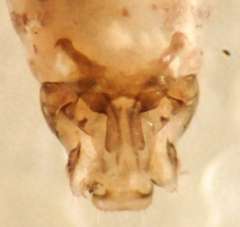 Peripsocus subfasciatus