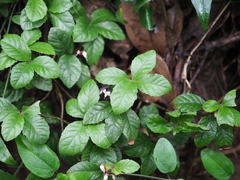 Ardisia pusilla