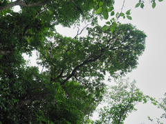 Elaeocarpus zollingeri