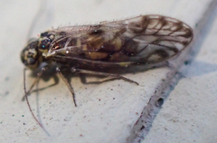 Philotarsus californicus