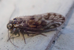 Philotarsus californicus