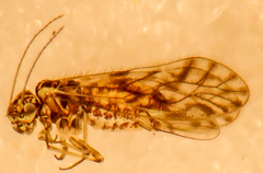 Philotarsus californicus