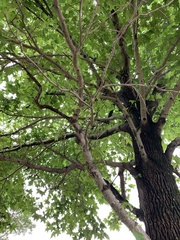 Liquidambar formosana