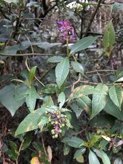 Palicourea latifolia