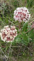 Asclepias otarioides