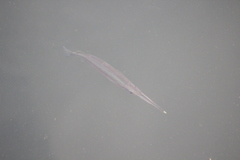 Zenarchopterus buffonis