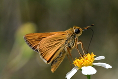Hesperia meskei straton