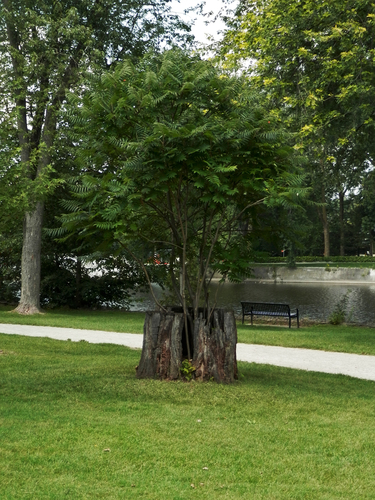 Ailanthus altissima