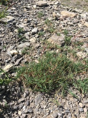 Trisetum distichophyllum