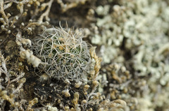 Echinofossulocactus zacatecasensis