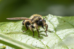 Laphria sacrator