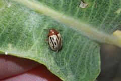 Zygogramma heterothecae