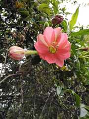 Passiflora mixta mixta