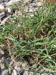 Trisetum distichophyllum