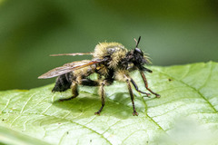 Laphria sacrator