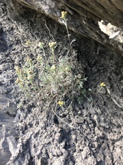 Artemisia umbelliformis