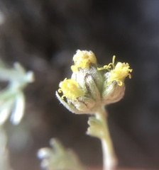 Artemisia umbelliformis