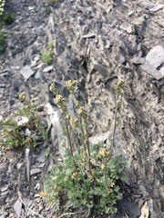 Artemisia umbelliformis