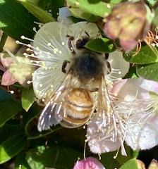 Apis mellifera