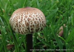 Macrolepiota colombiana