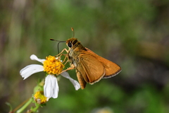 Hesperia meskei straton