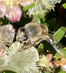 Apis mellifera