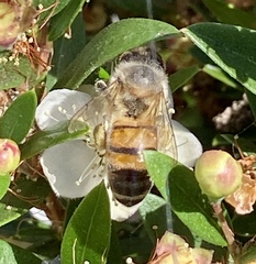 Apis mellifera