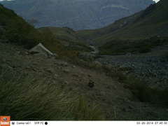 Pteroptochos megapodius