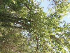 Populus deltoides monilifera