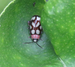 Omophoita simulans