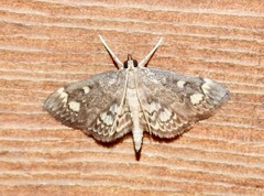 Anania coronata