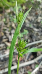 Carex folliculata