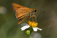 Hesperia meskei straton