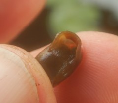 Planorbella campanulata