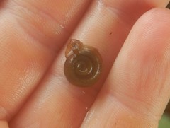 Planorbella campanulata