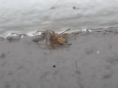 Cheiracanthium mildei