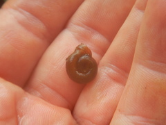 Planorbella campanulata