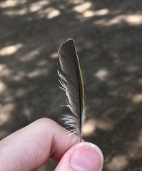 Chloris chloris aurantiiventris